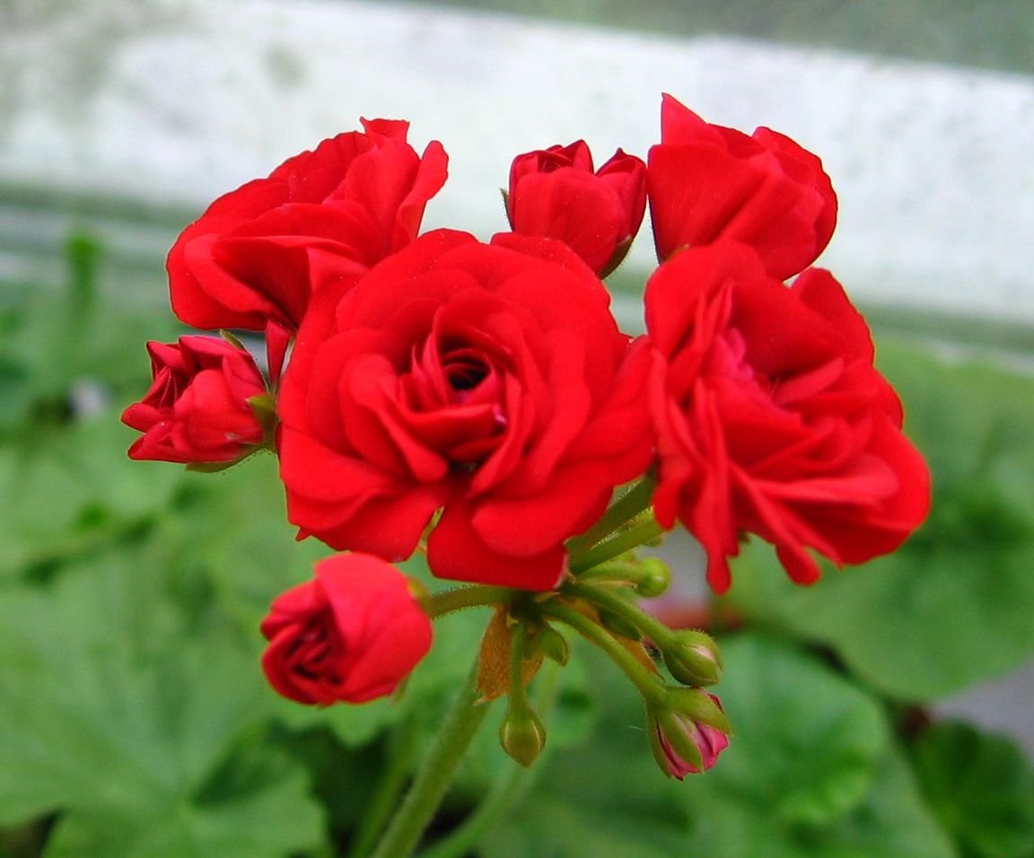 Пеларгония Джайнт вельвет. Пеларгония розебуд ред. Пеларгония розебудная красная. Jubilee Rose пеларгония.