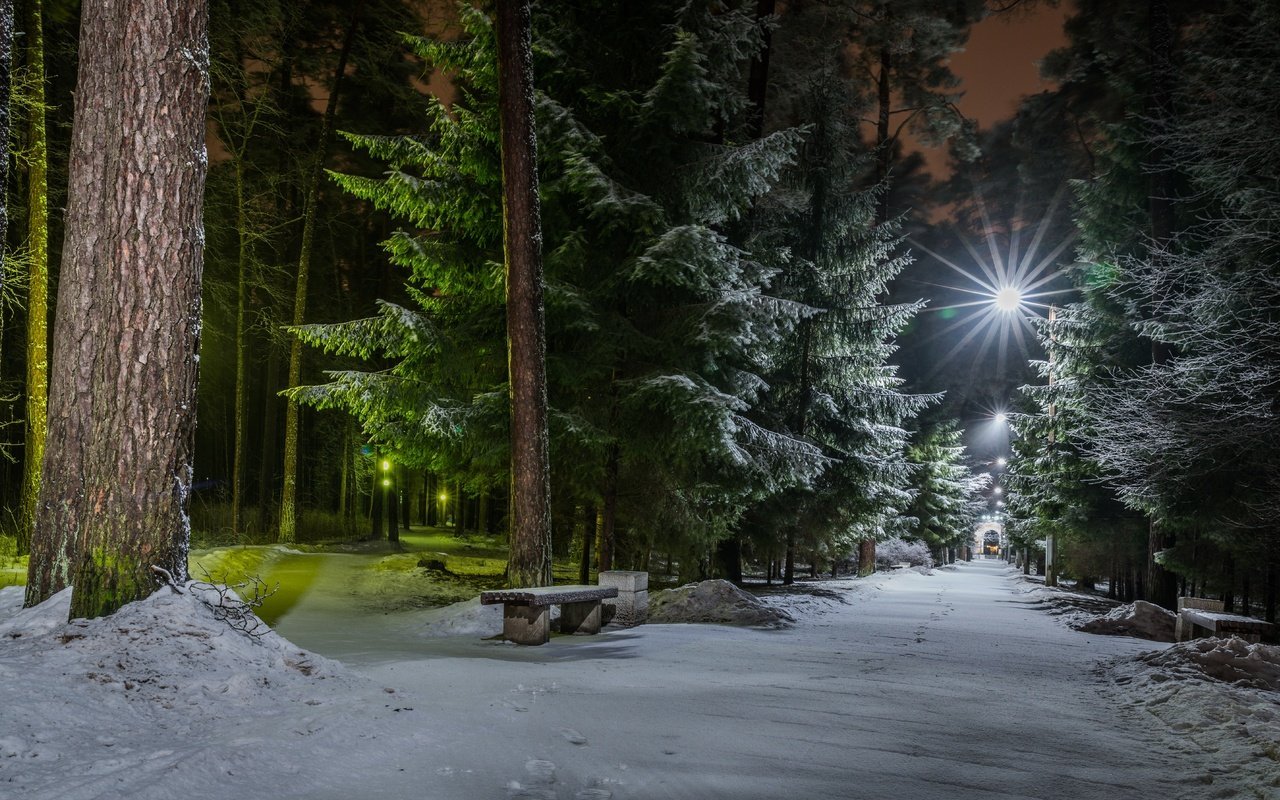 Ночной зимний лес. Зимний парк ночью. Зимний лес вечером. Зима в лесу.