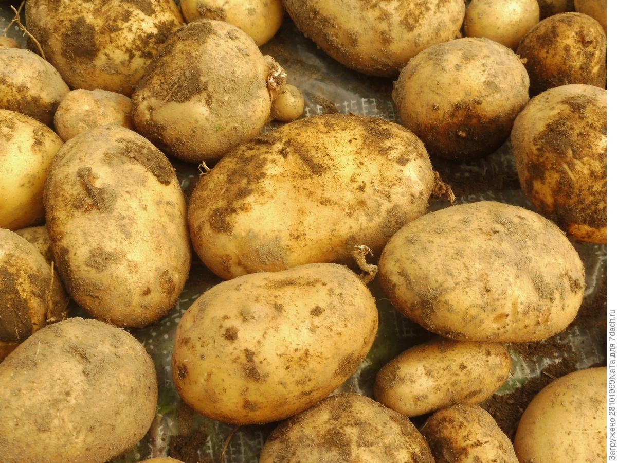 Скраб картофель