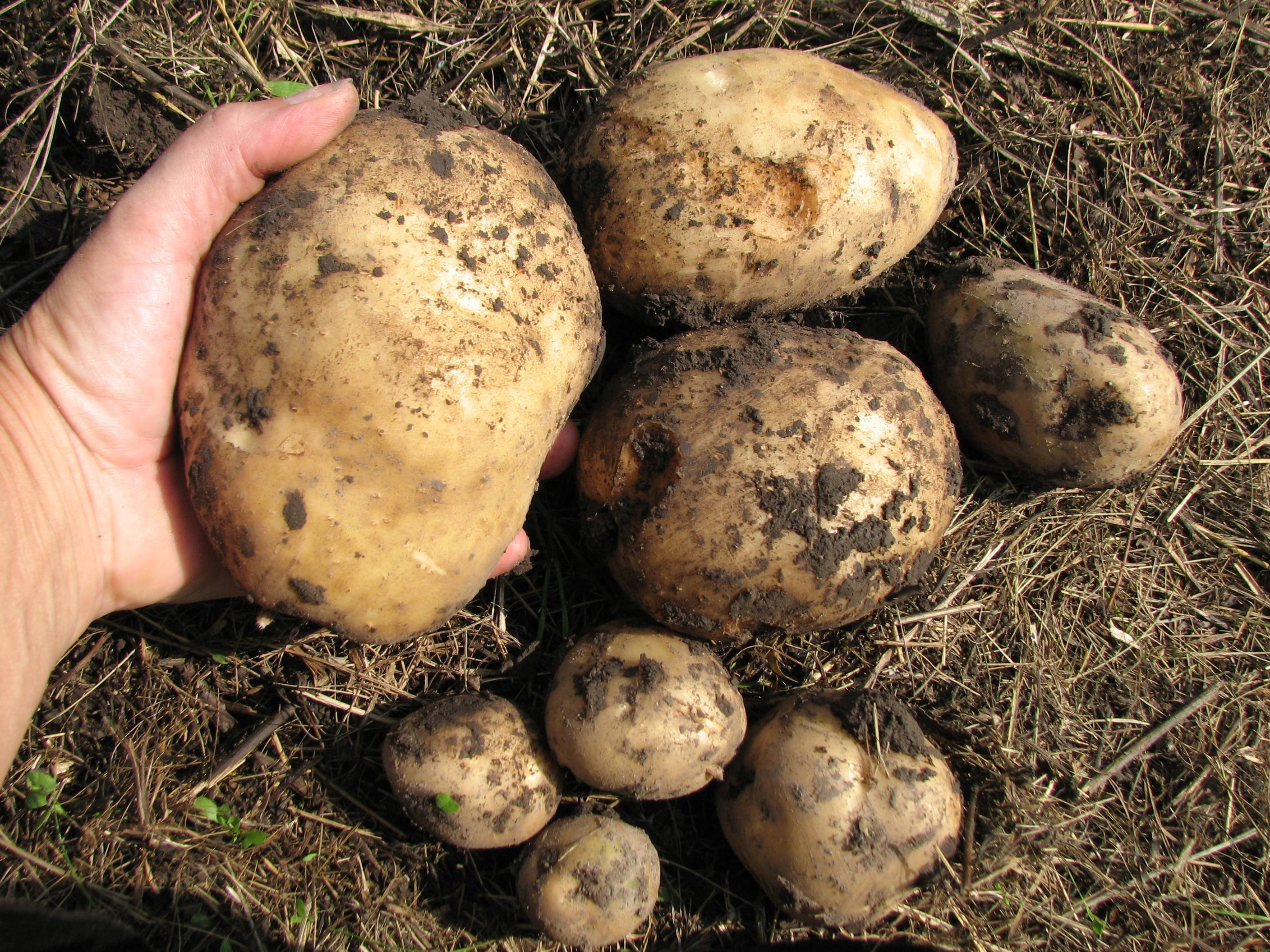 Сонник картошка видеть. Урожай картошки. Картофель в огороде. Огромный урожай картофеля. Выкопали картошку.