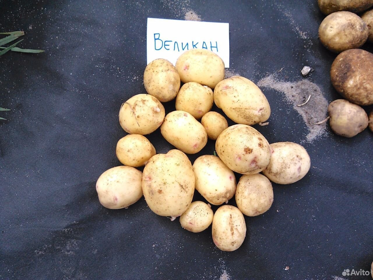 Какие семена картошки. Сорт картофеля Тирас. Сорт картофеля барин. Картофель семенной великан/ суперэлита. Сорт картофеля Барон.