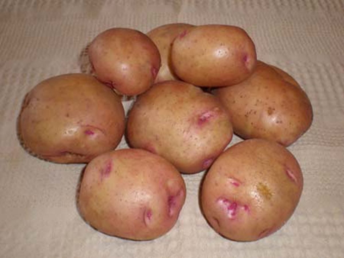 Сорт картофеля снегирь фото
