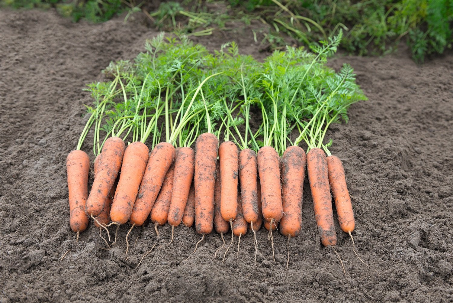 Сорт моркови Нантская. Морковь Абако f1. Морковь Нантская 4. Семена моркови Абако. Купить семена моркови абака