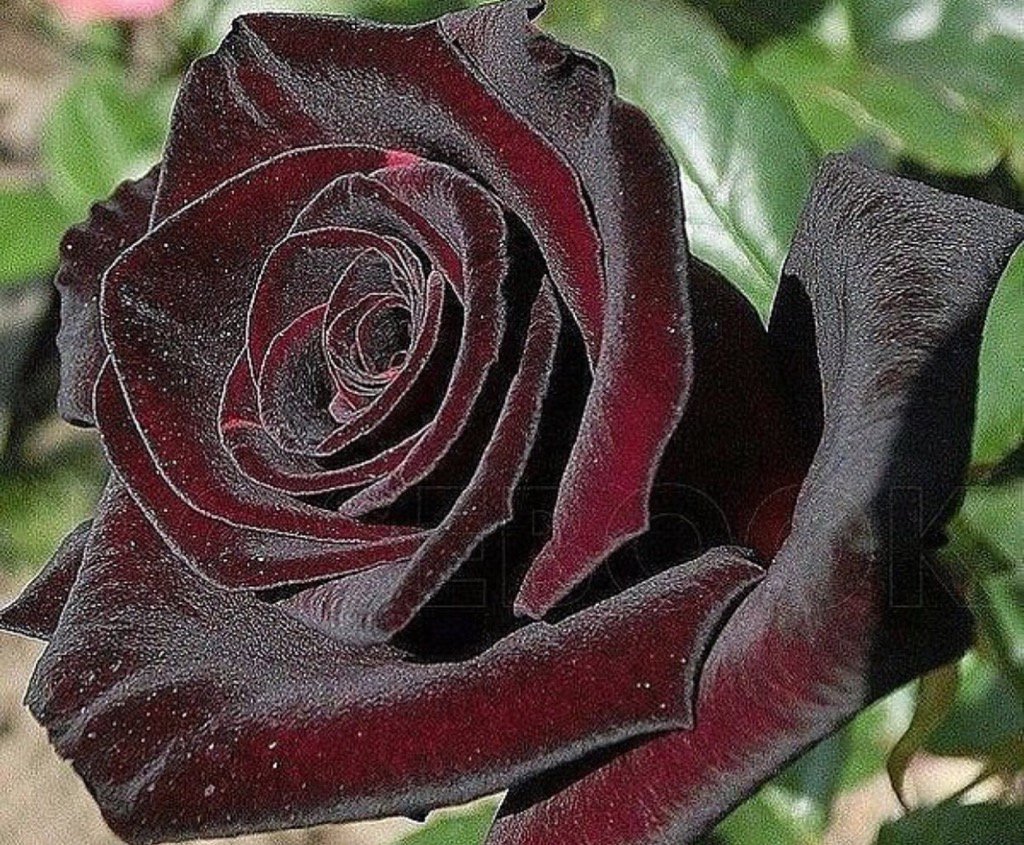 Сорт розы Блэк баккара. Черная баккара