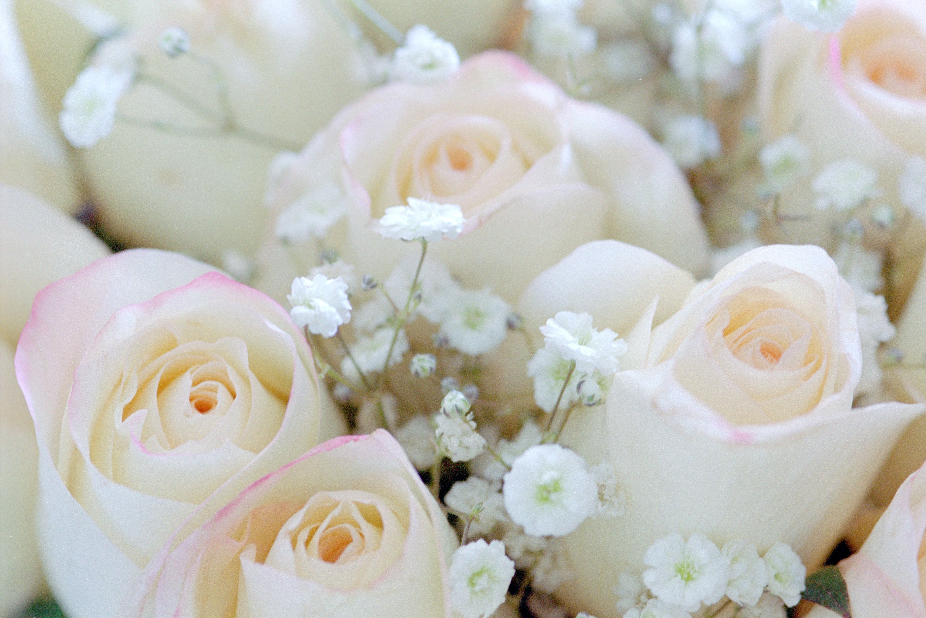 Нежный цветок. Нежный букет. Белые цветы. Самые красивые нежные цветы.