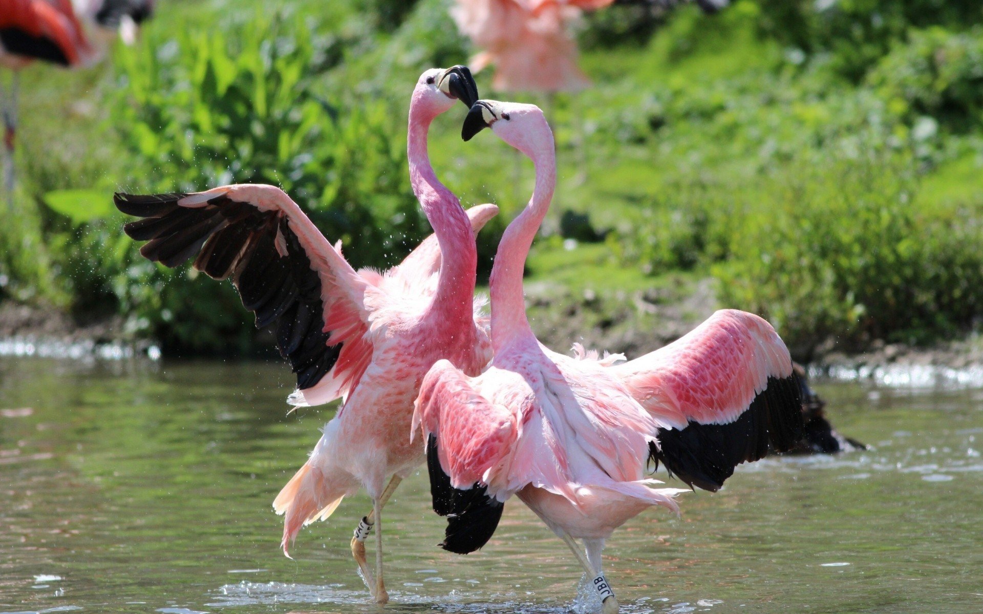 Красив фламинго. Африканский Фламинго. Андский Фламинго. Розовый Фламинго. Розовый Фламинго птица.