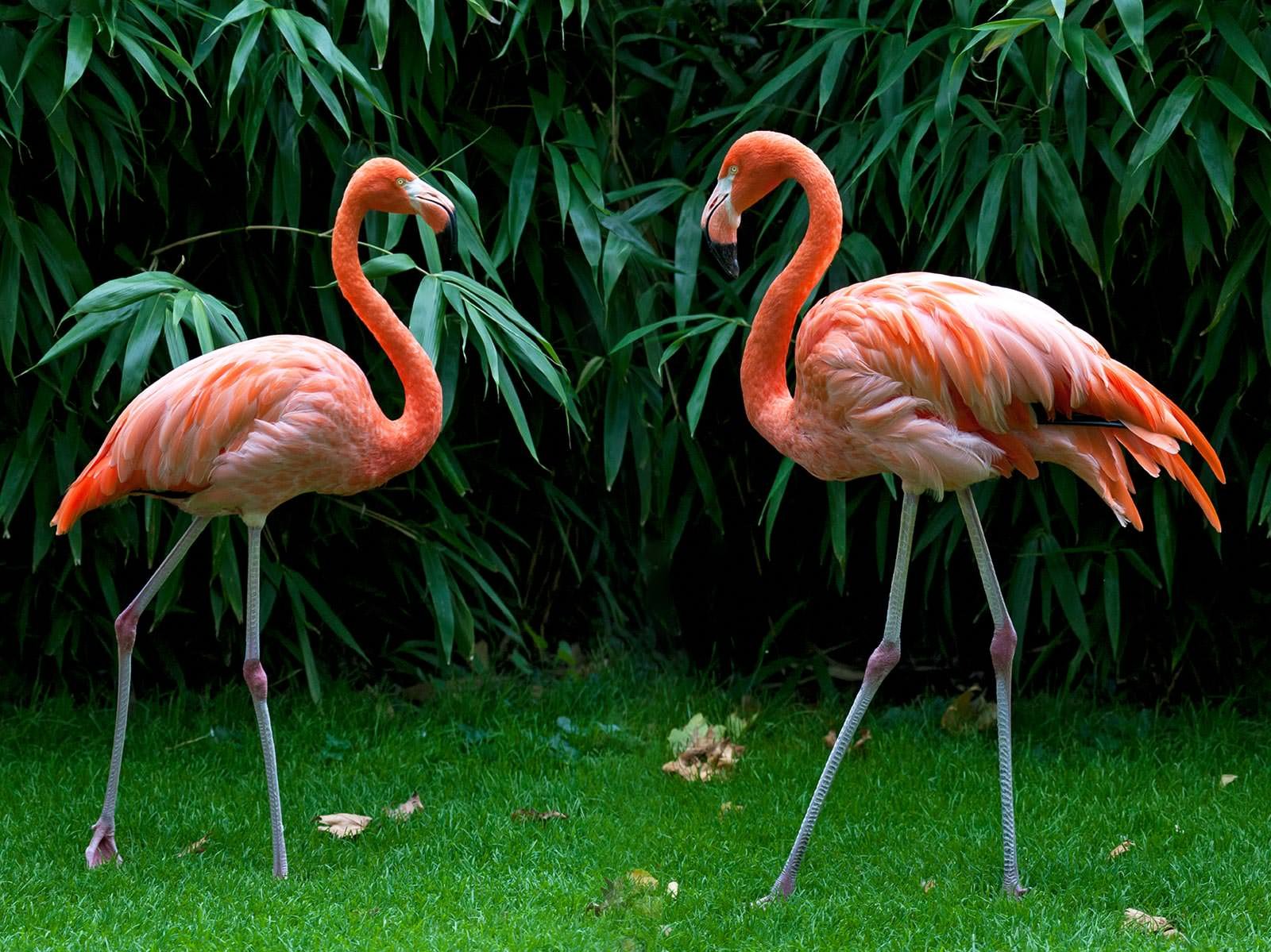 Фломинго. Фламинго в Африке. Карликовый Фламинго. Обыкновенный Фламинго. Фламинго в саванне.