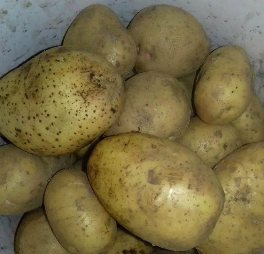 Какой сорт картофеля желтый