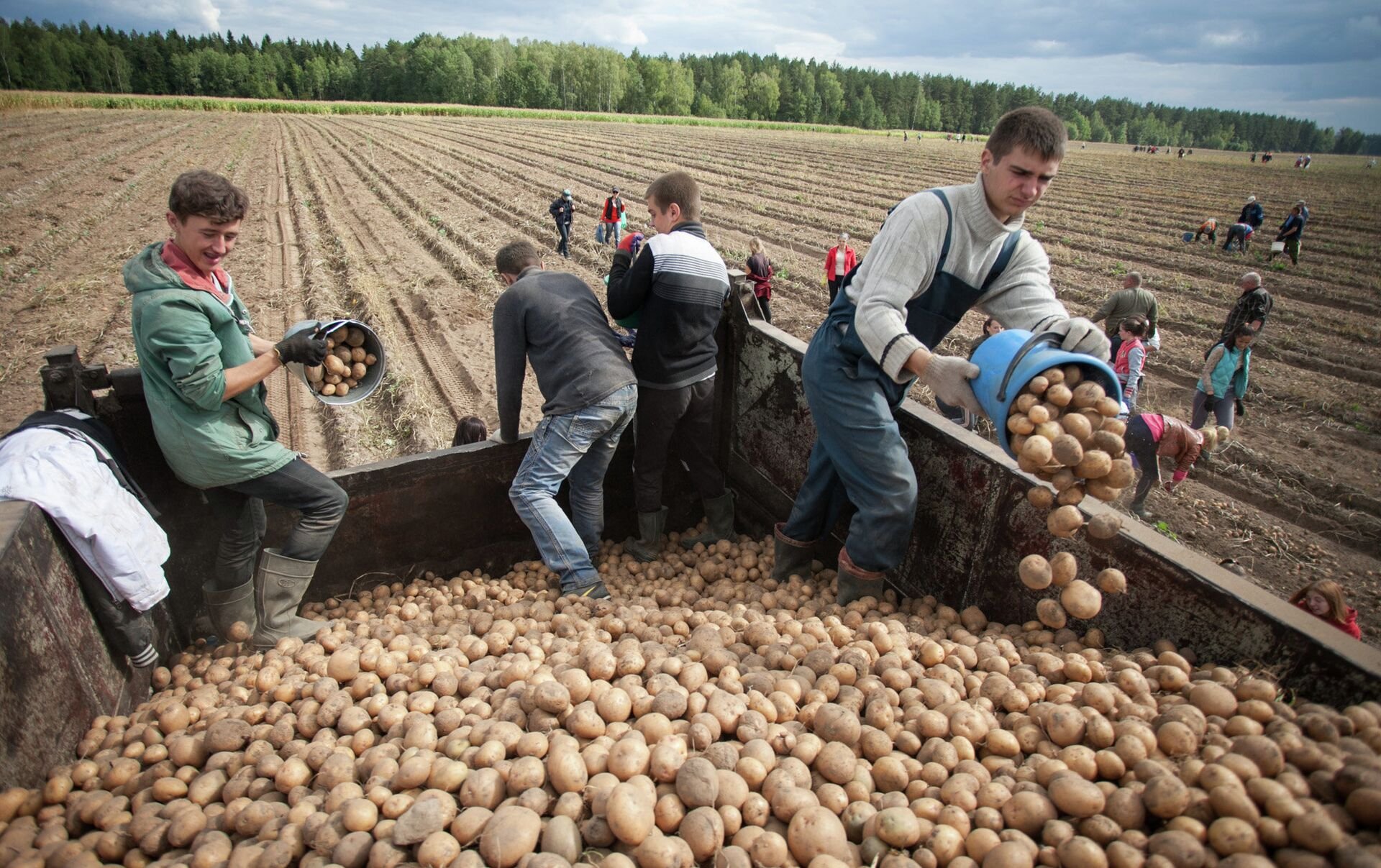 Картофель первого урожая. Сбор картошки. Уборка картошки. Сбор урожая картофеля. Сбор картофеля на полях.