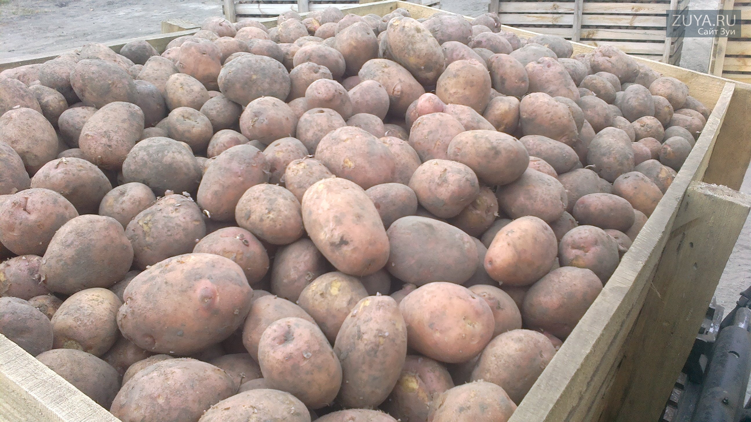 Куча картошки. Сорт картофеля Ароза. Гора картошки. Семенной картофель в хранилище.
