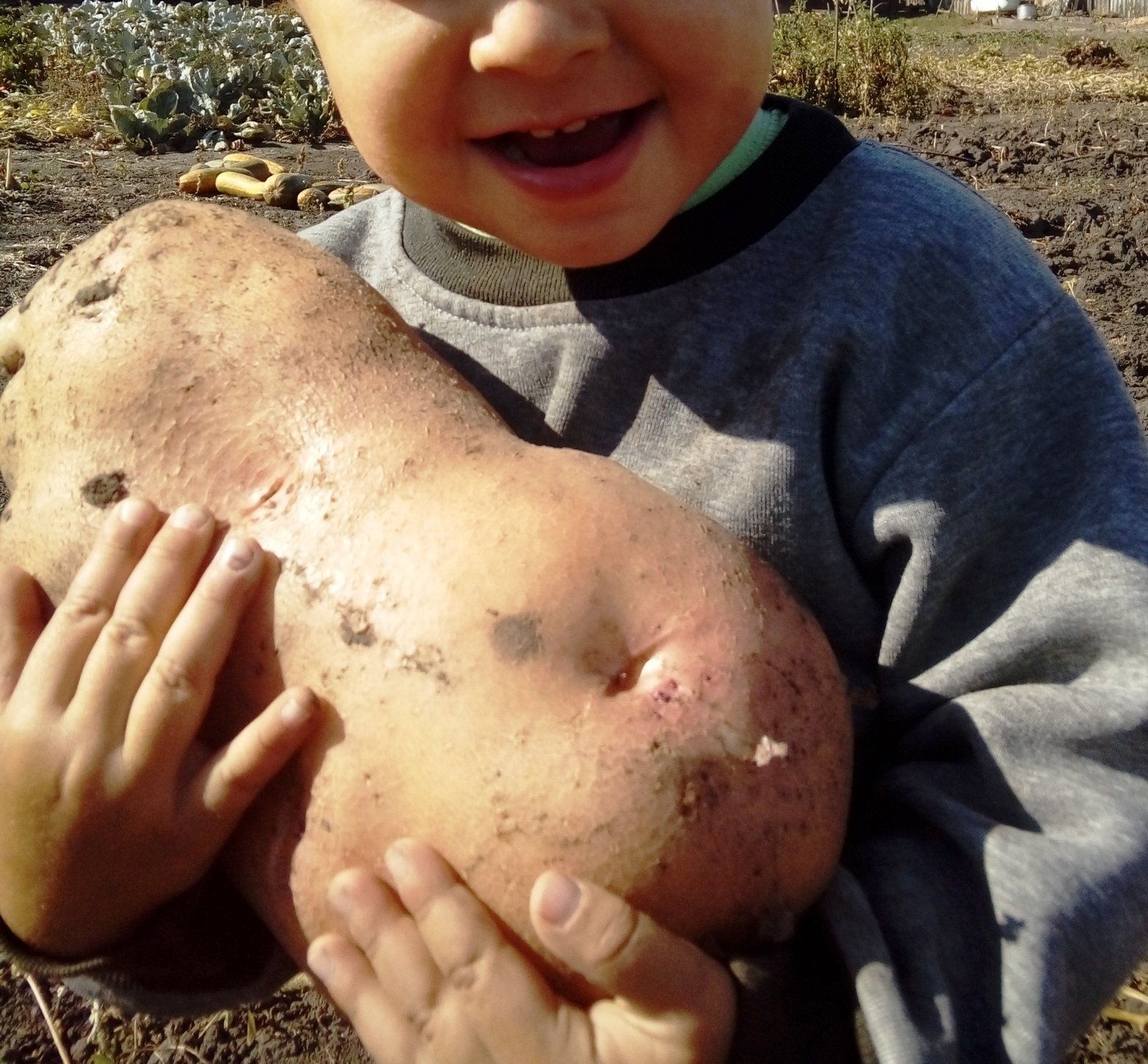 Урожай картофеля массой. Крупная картошка. Самый большой клубень картофеля. Очень большая картошка.