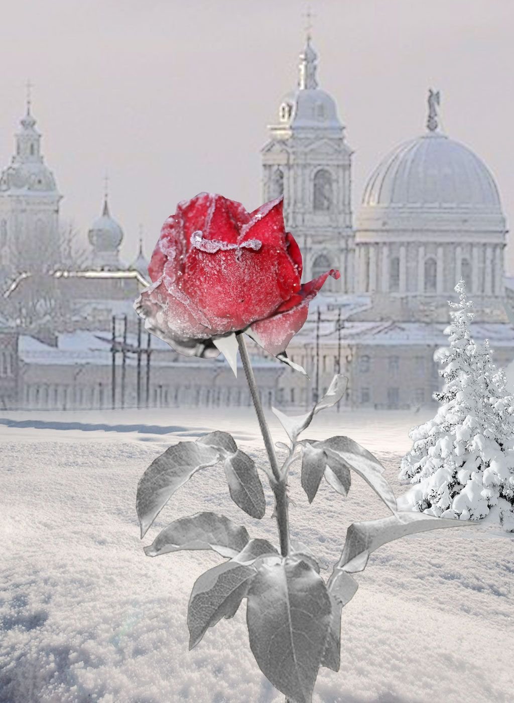 Зимние цветы. Красивые зимние цветы. Розы на снегу. Зимник цветок.