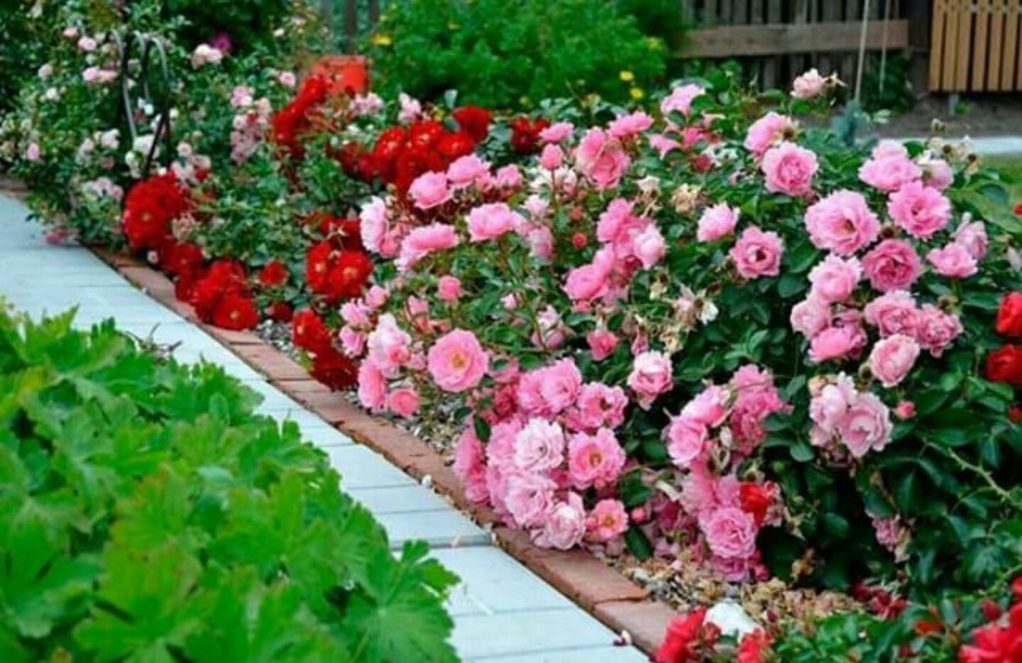 Твой сад розы. Почвопокровные розы бордюрные.