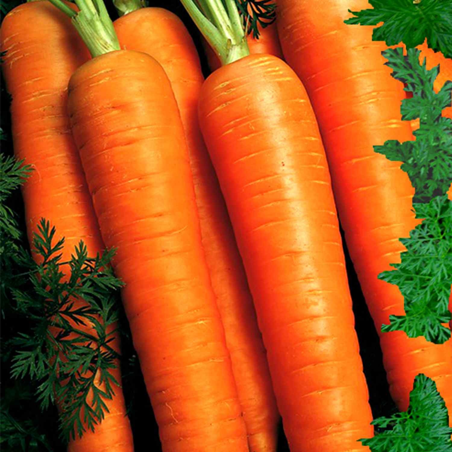 Морковь нектар. Морковь нектар f1. Морковь f1 Тотем. Морковь Канберра f1.