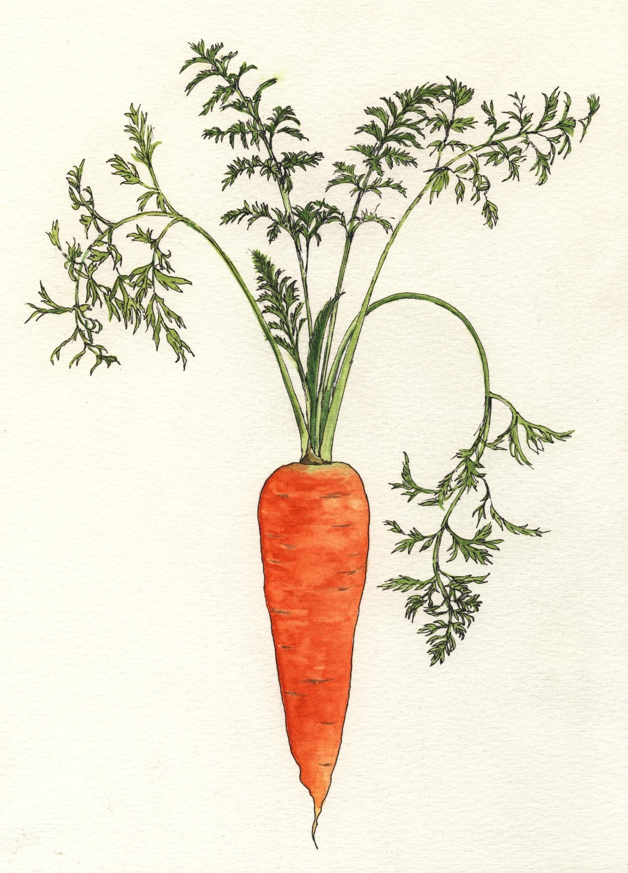 Класс растения морковь. Морковь с ботвой. Морковь посевная Dáucus satívus (Hoffm.) Roehl.. Корнеплод моркови. Морковь посевная двулетнее овощное растение.