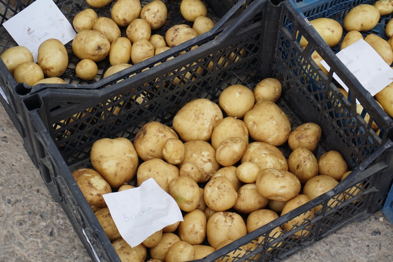 Картофель гала урожайность