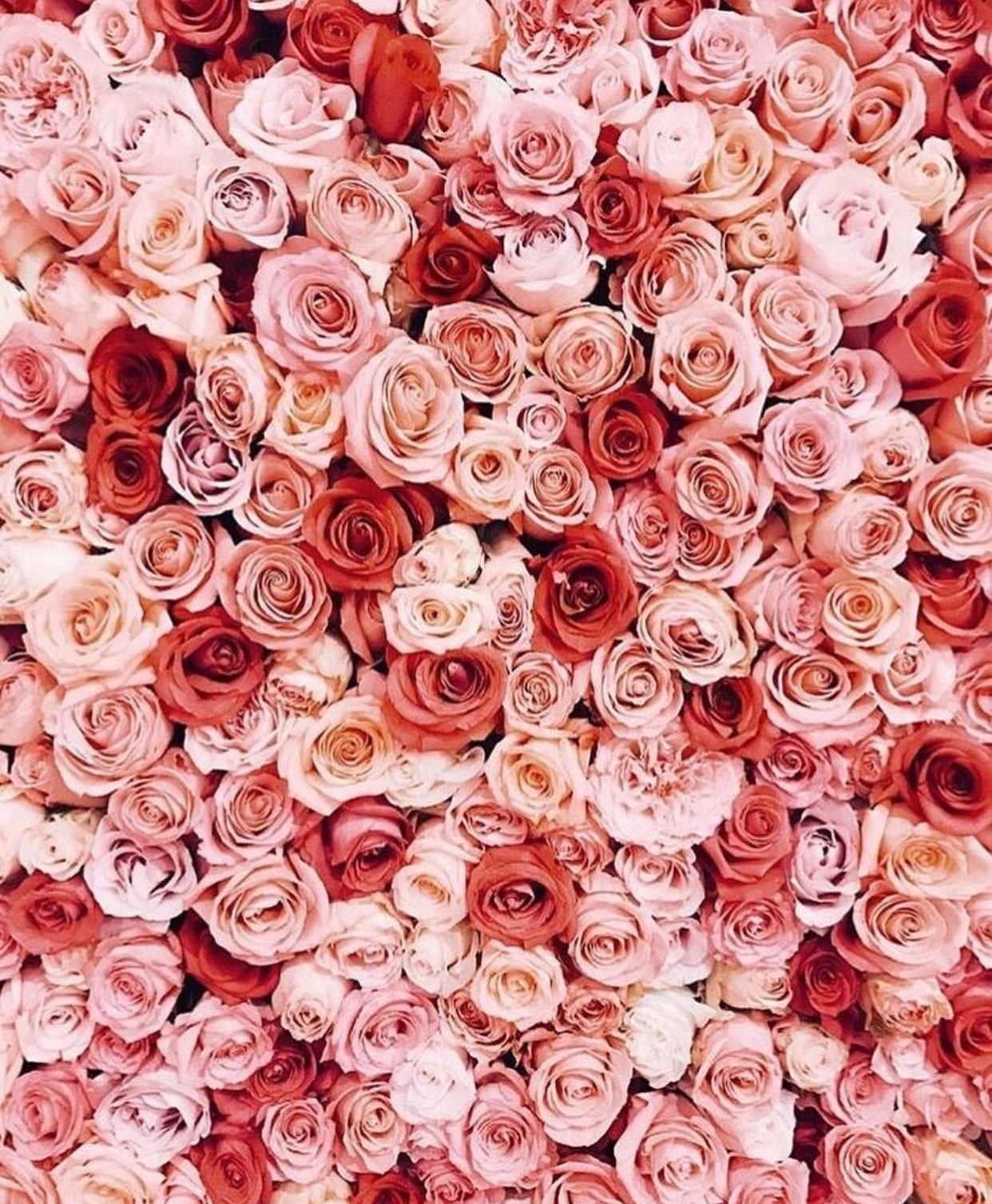 Аск цветов. Цветочный фон. Розы фон. Розовые цветы. Цветочек розовый.