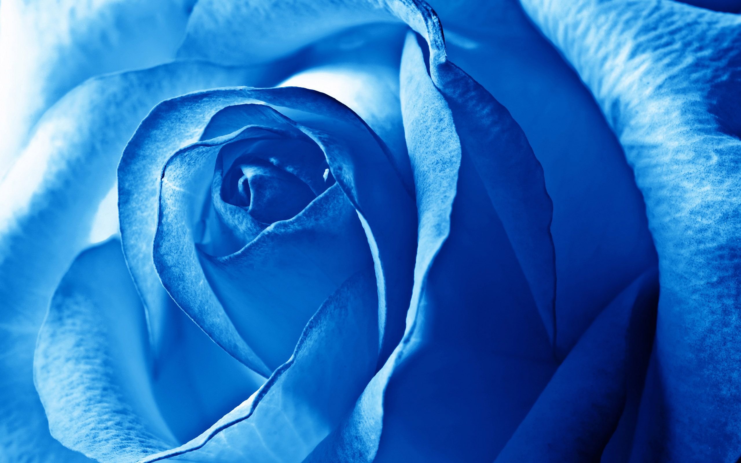 Открытки синего цвета. Синие розы и сапфиры. Голубой цвет.