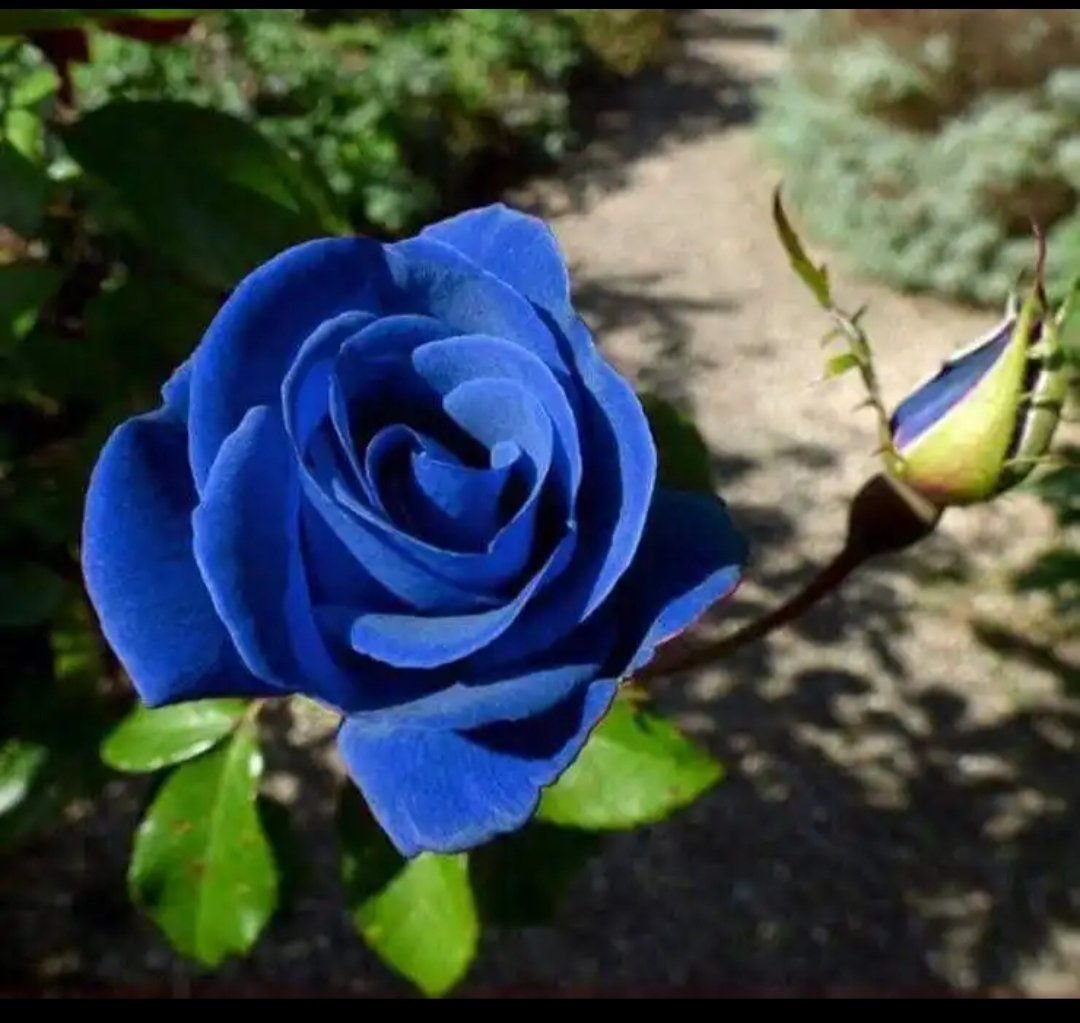 Голубой сад роз