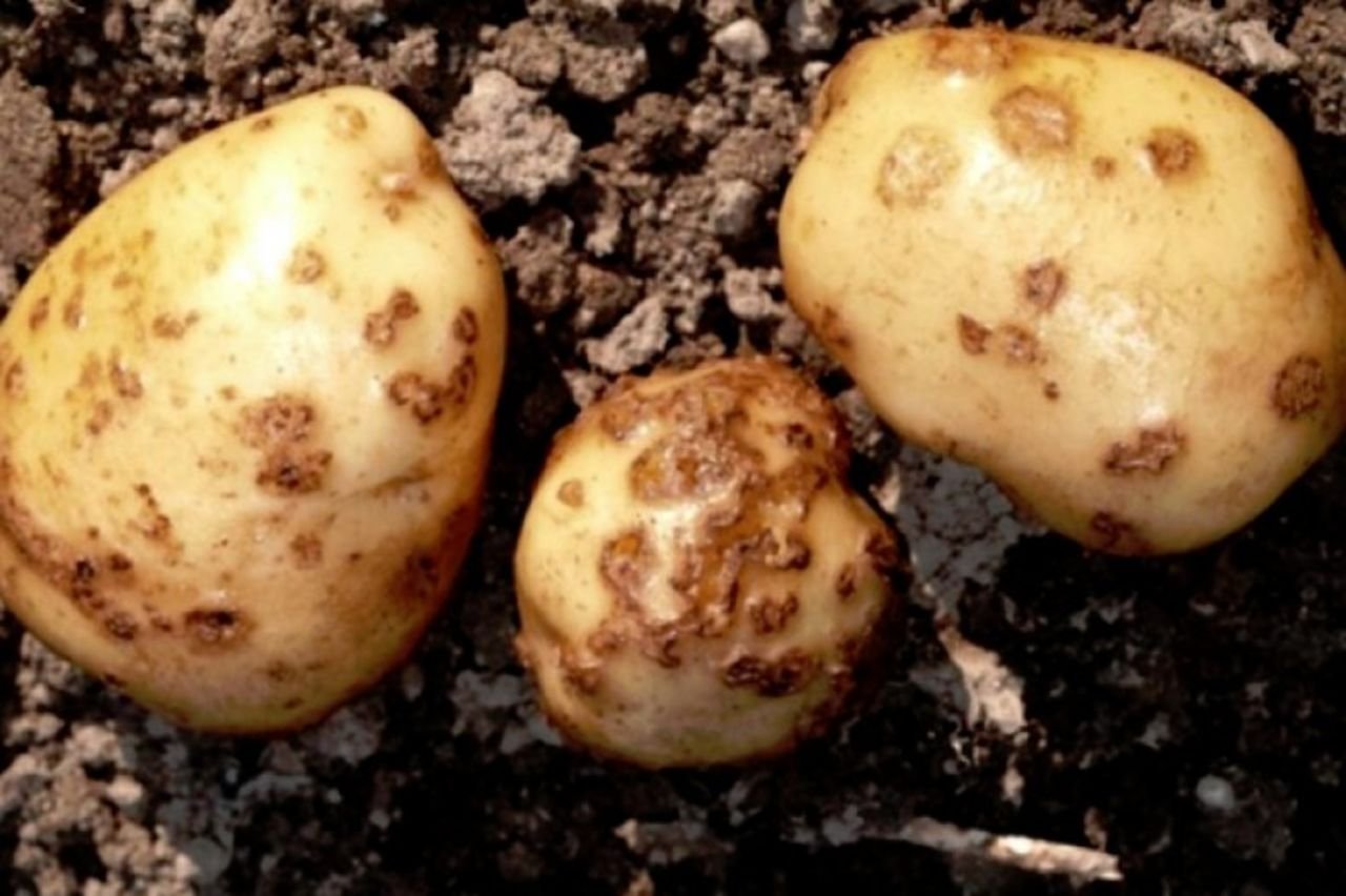 Картофель язва. Черная парша картофеля. Серебристая парша картофеля. Золотистая парша картофеля.