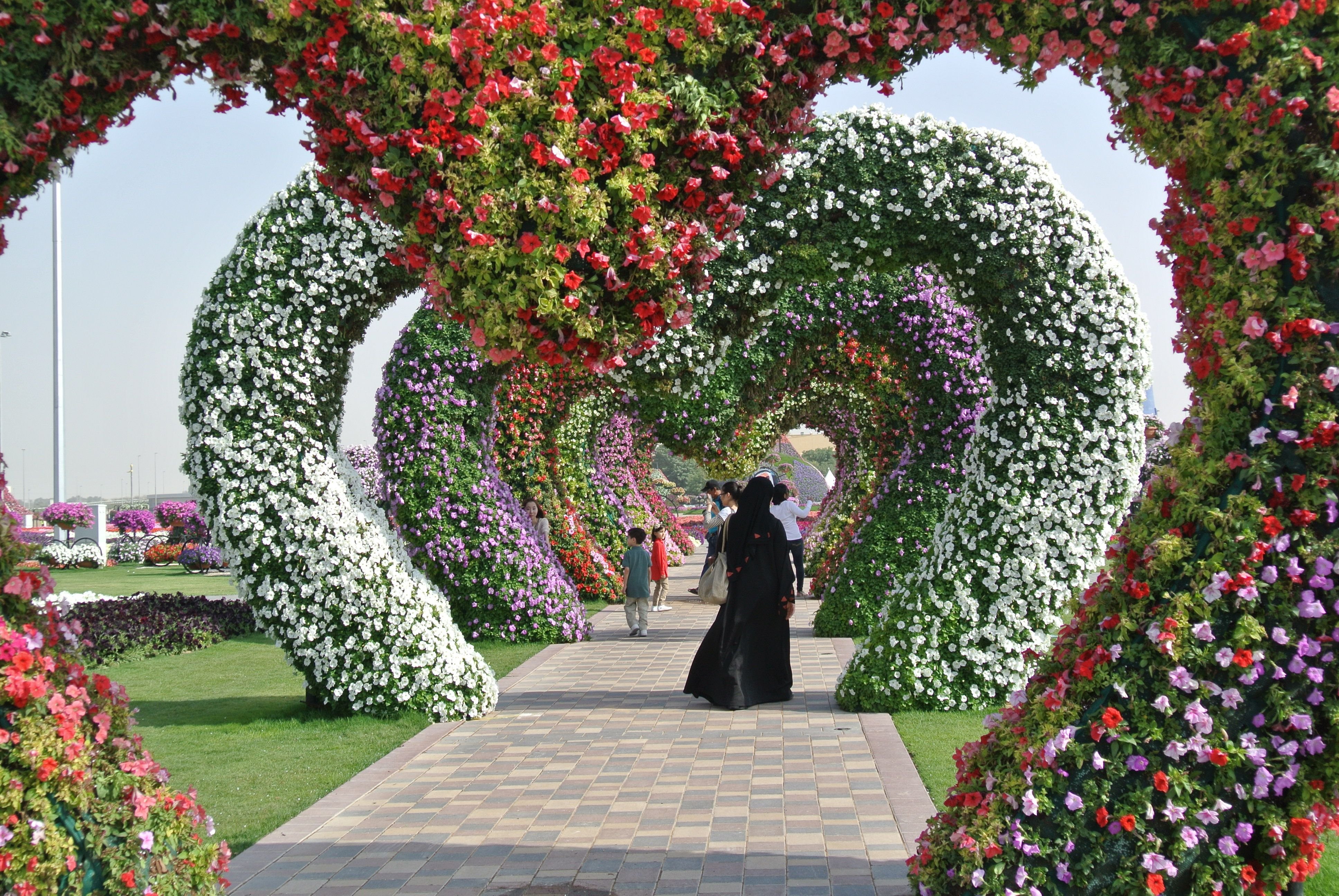 Арка для петуньи. Парк Миракл Гарден Дубай. Миракл Гарден парк цветов Дубай. Дубайская арка парк. Сад чудес (Miracle Garden).