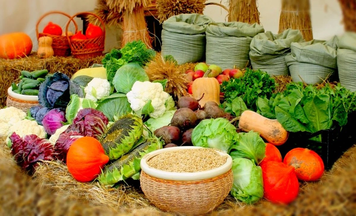 Урожайность овощей. Огород урожай. Овощи на огороде. Сбор овощей. Овощи и фрукты с огорода.