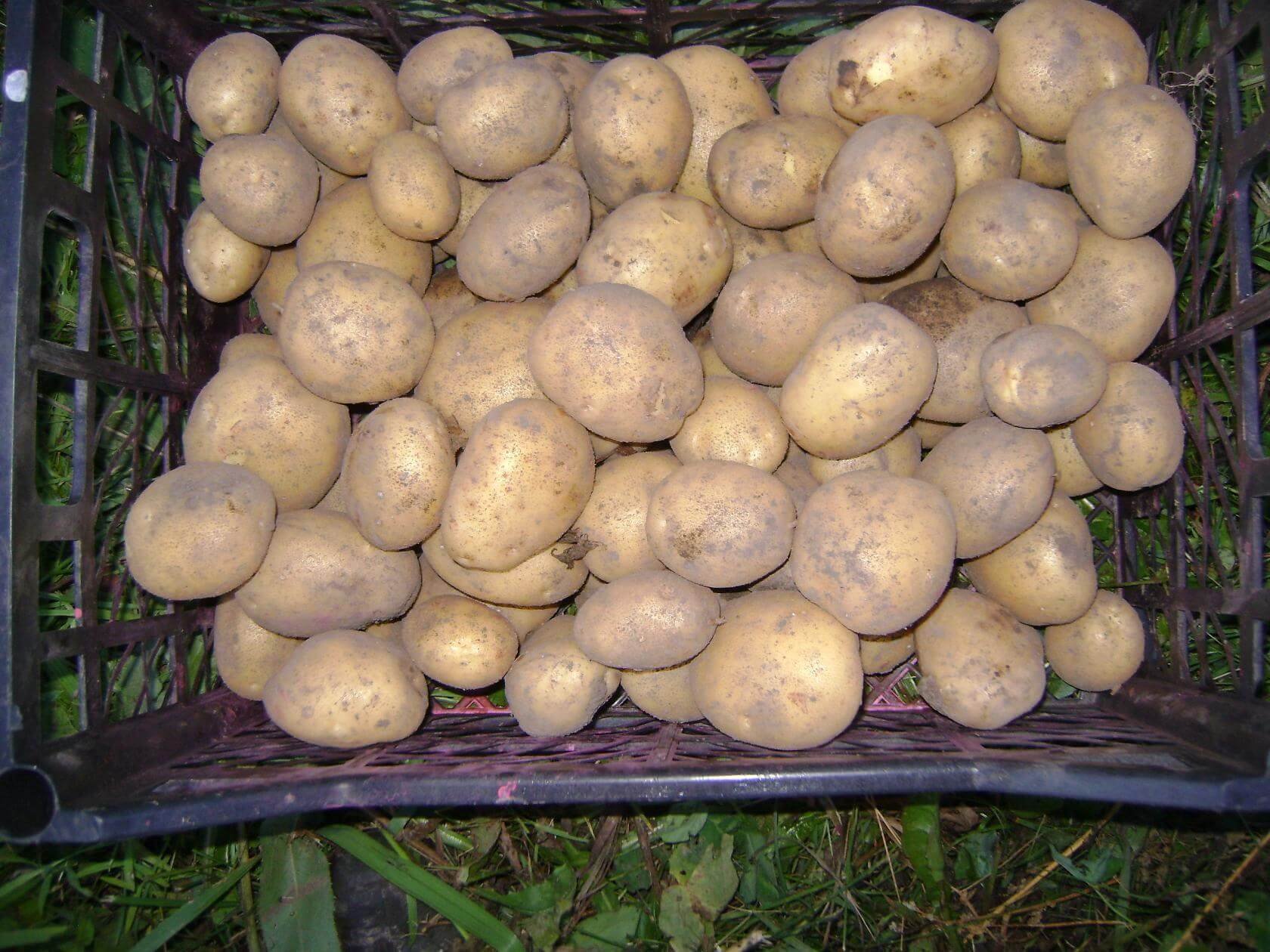 Семена картофеля купить в интернет. Картофель Венетта сорт. Сорт картофеля Рагнеда. Семенной картофель «Рагнеда».