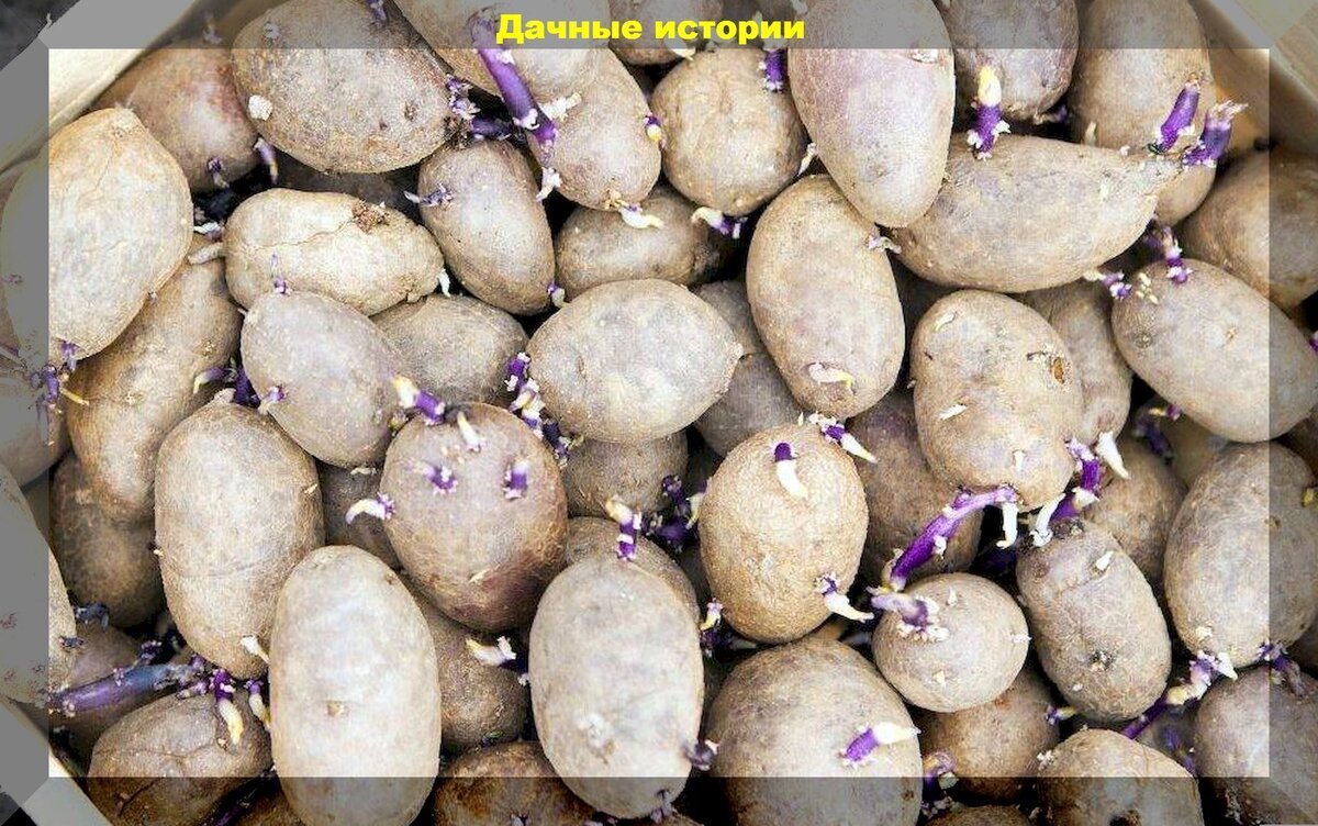 Когда доставать картошку на проращивание для посадки. Гала картофель пророщенная. Пророщенный клубень картофеля. Проросший картофель.