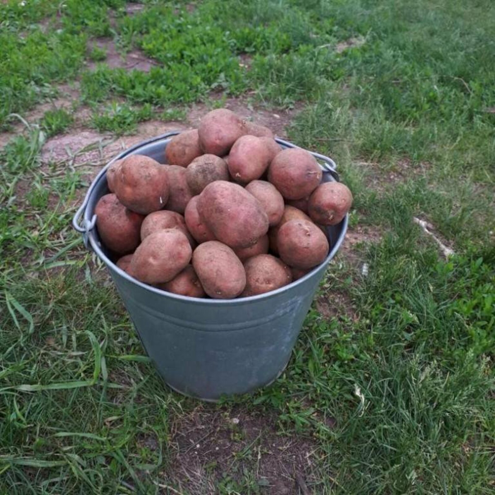 Сейчас картошку. Картофель розарасеменой. Ведро картошки. Картофель в ведре. Ведро крупного картофеля.