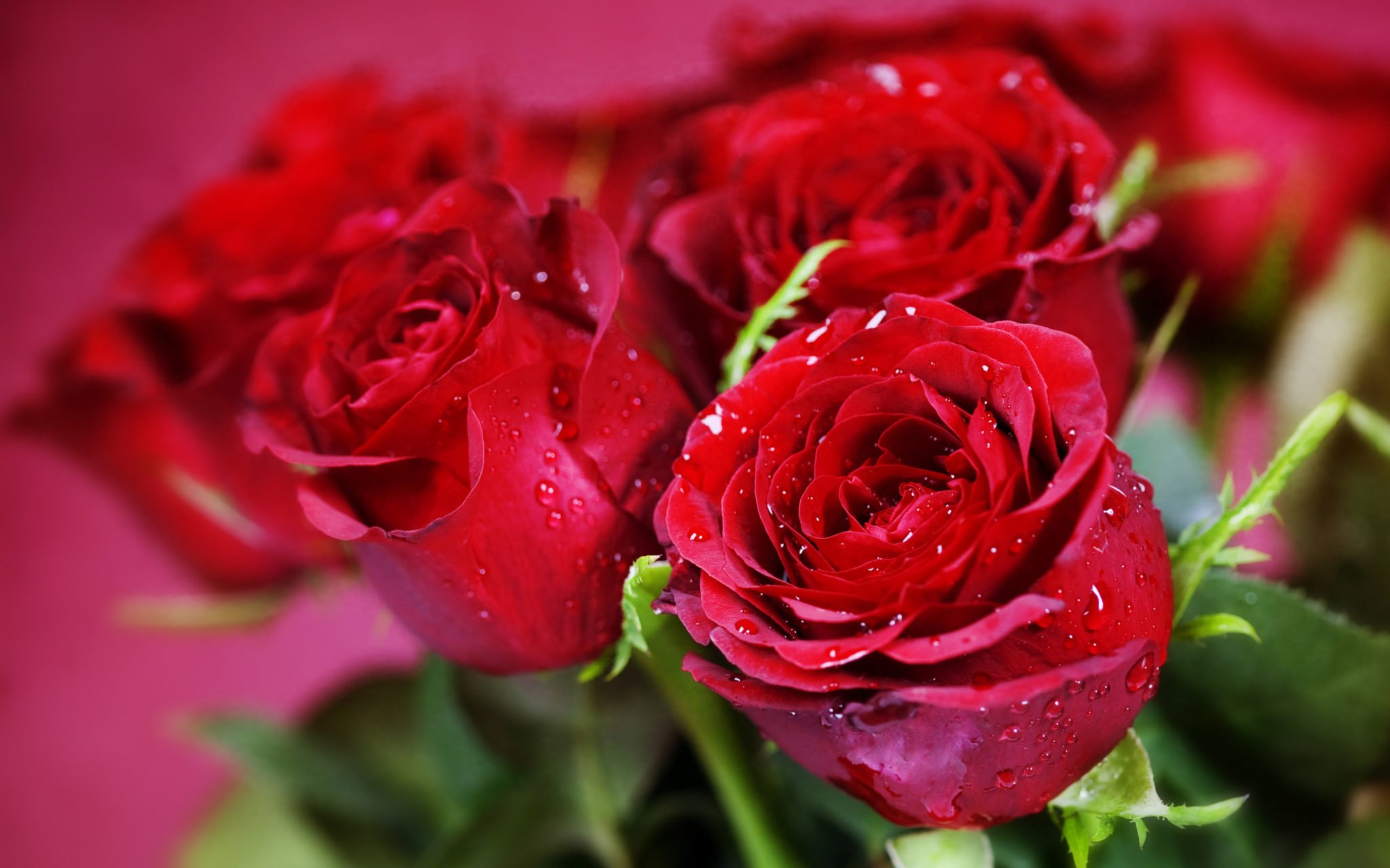 Красивое фото красной розы. Красные розы. Рози rhfcsds. Шикарные цветы.