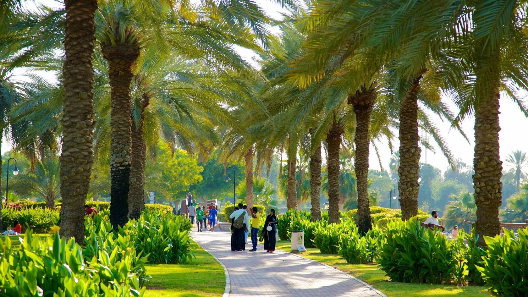 Дубайский парк. Парк al Safa. Аль Сафа Дубай. Al Safa Dubai парк. Шарджа пальмовая роща.