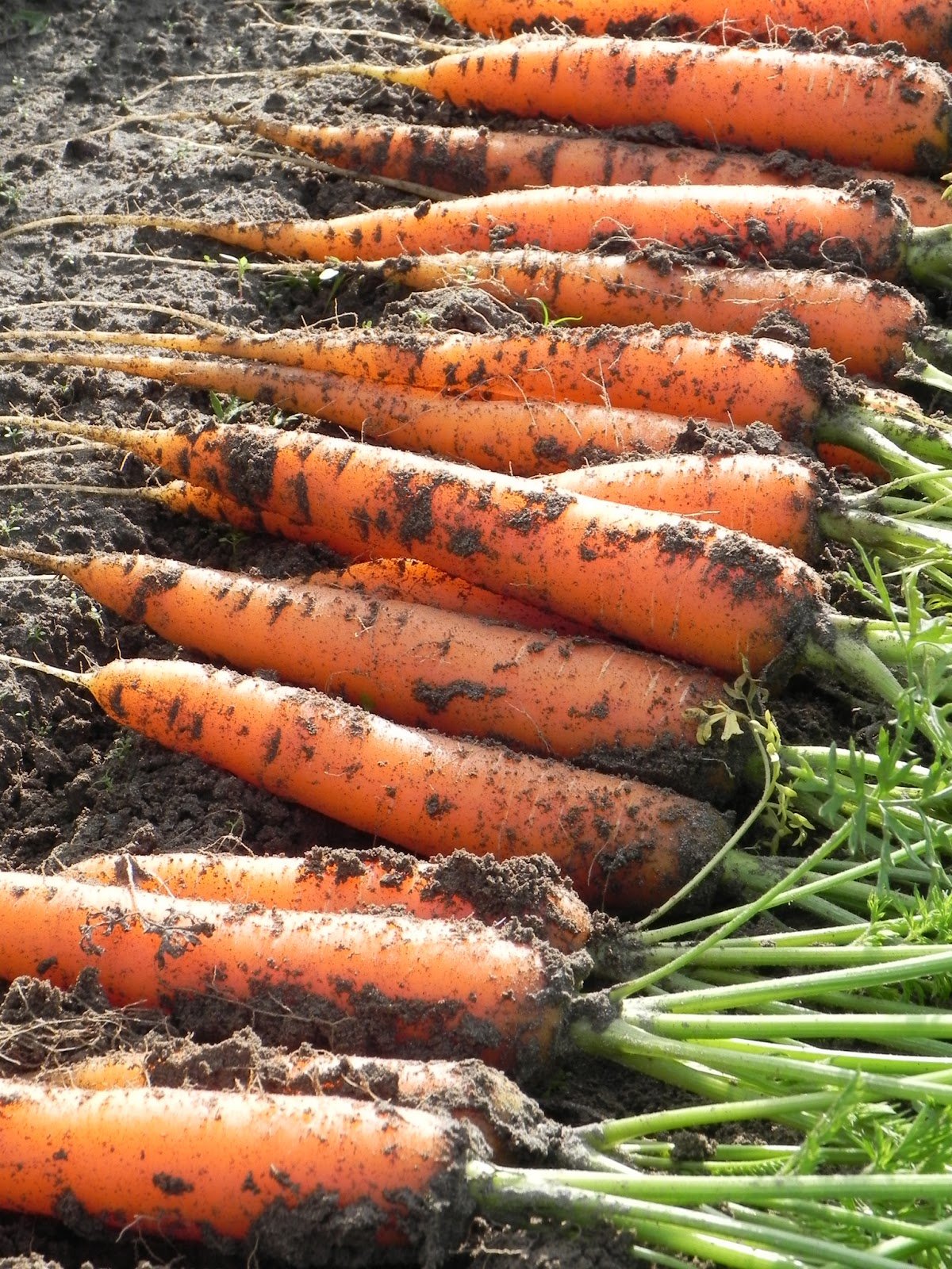 Морковь Балтимор f1. Урожай моркови. Морковь на грядке. Морковь в земле.