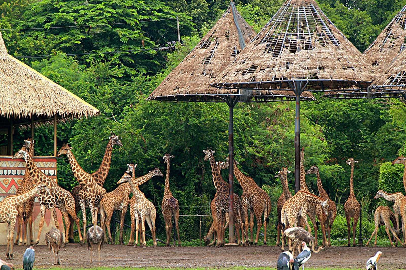 Культура зоопарки. Мир сафари (Safari World), Бангкок. Сафари парк Бангкок. Зоопарк в Бангкоке Safari. Зоопарк Дусит Бангкок.