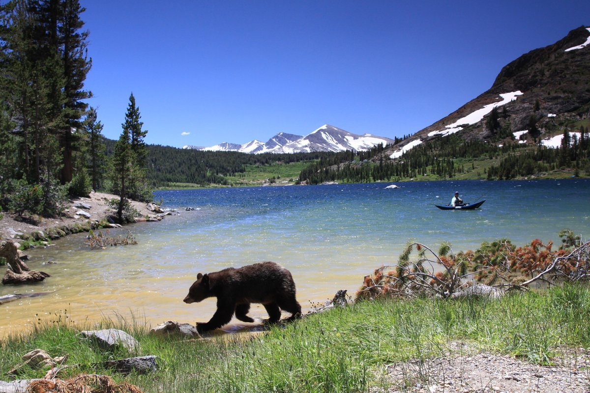 Где есть национальные парки. Национальный парк Йосемити животные. Национальный парк Наханни Канада. Парк Йосемити Калифорния Дикая природа. Мультинские озера медведь.