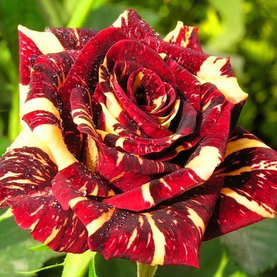 Красное саженцы роз. Сорт розы фокус покус.