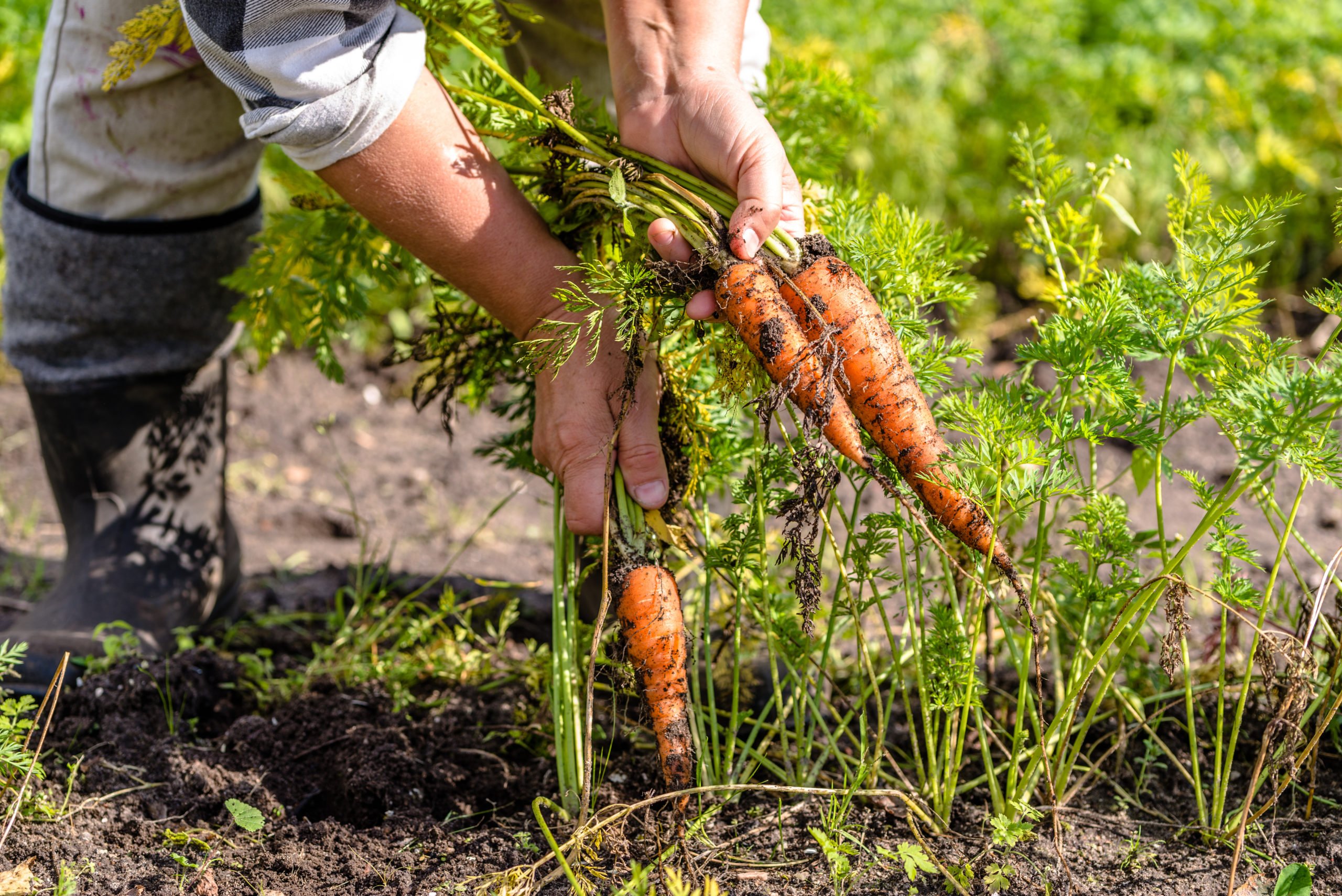 Как вырастить хороший урожай моркови. Сбор урожая моркови. Уборка моркови. Морковь в огороде. Уборка урожая моркови.