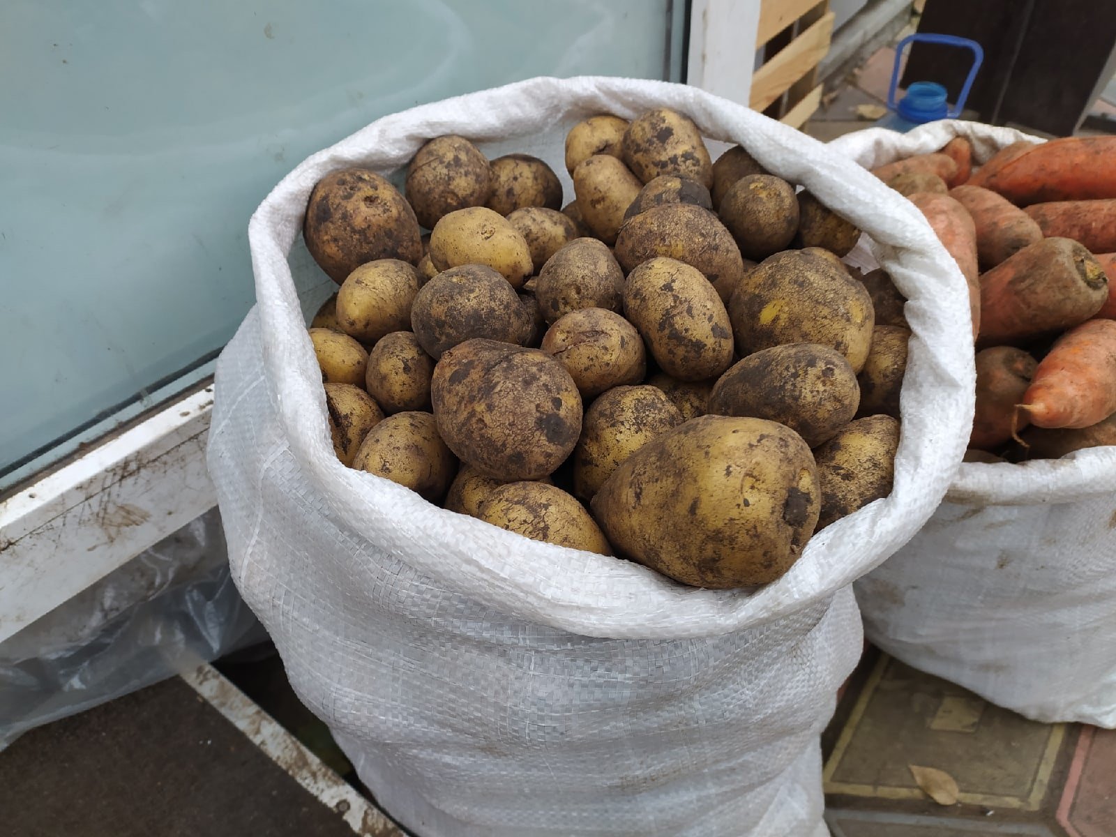Урожайность картофеля у двух. Урожай картошки. Огромный урожай картошки. Урожай картофеля в России. Разросшаяся картошка.