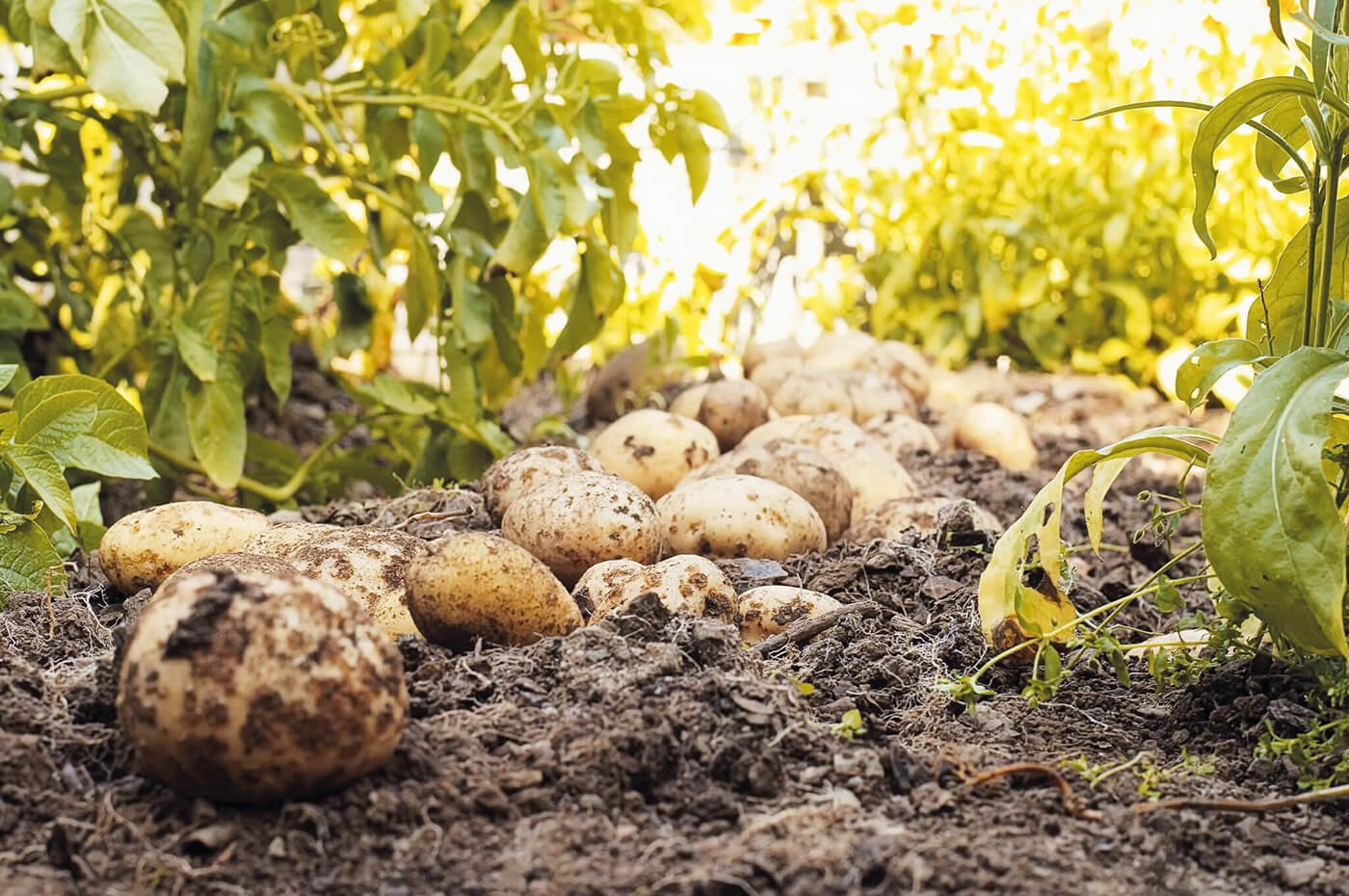 Картофель первого урожая. Картофель в земле. Картошка растет. Картофель посевной на грядке. Урожай картофеля.