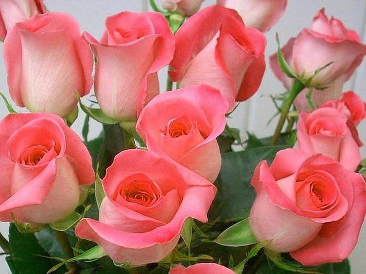 Цветы переслать. Красивые розы. Розовые розы. Живые цветы.