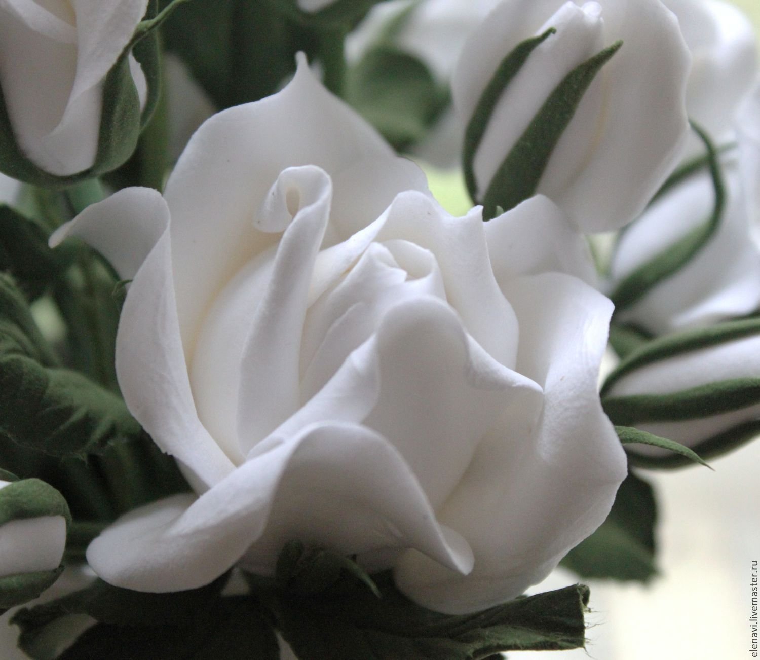 Белые розы оттенки. Бутон белой розы. Самые красивые белые цветы. Красивые белые розы.