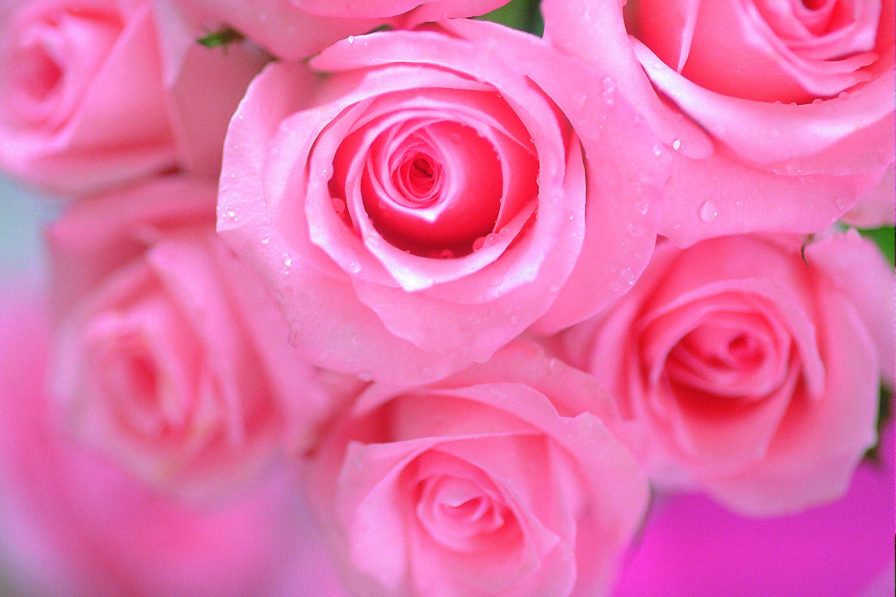 Rose is beautiful. Розовые розы. Красивые цветочки. Нежные розовые розы.