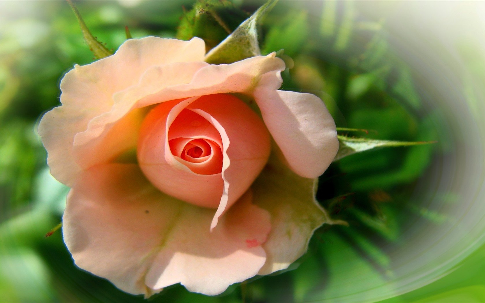 Rose is beautiful. Красивые цветы. Красивые цветочки. Прекрасные цветы. Очень красивые цветы.