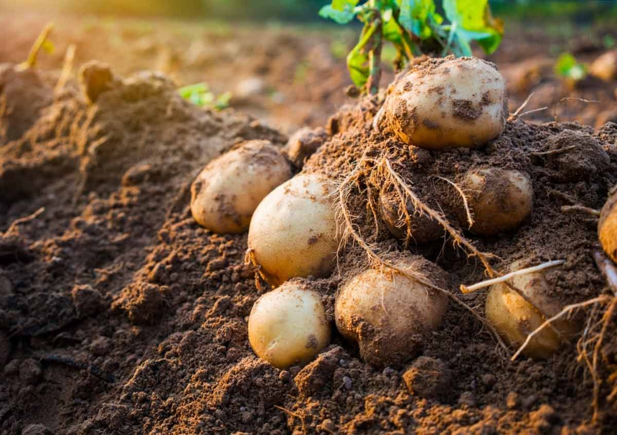 Клубень картофеля на раннем этапе своего развития. Картофель клубненосный. Урожай картофель 2022. Клубень картофеля. Поле картофеля.