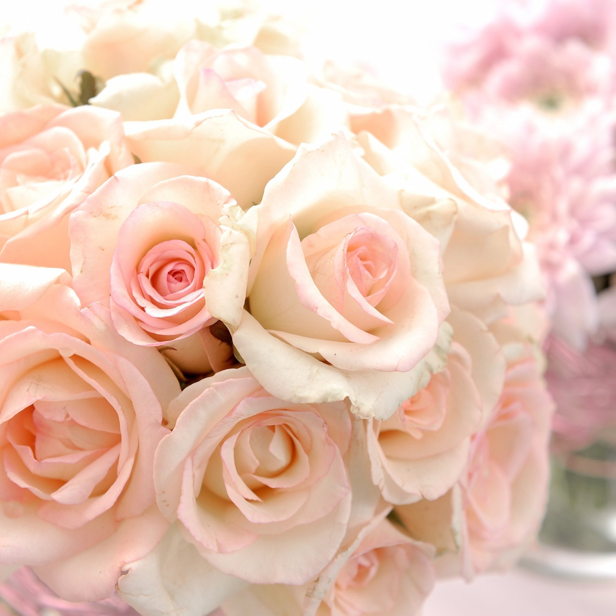 Нежные светлые песни. Нежные розы. Нежный букет. Розовые розы. Бледно розовые розы.