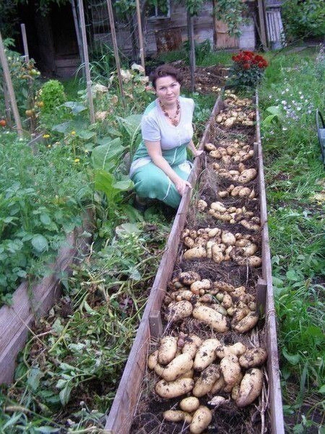 Выращивание картофеля домашних условиях. Лядов теплые грядки. Огород Курдюмов грядки. Картошка на грядке.