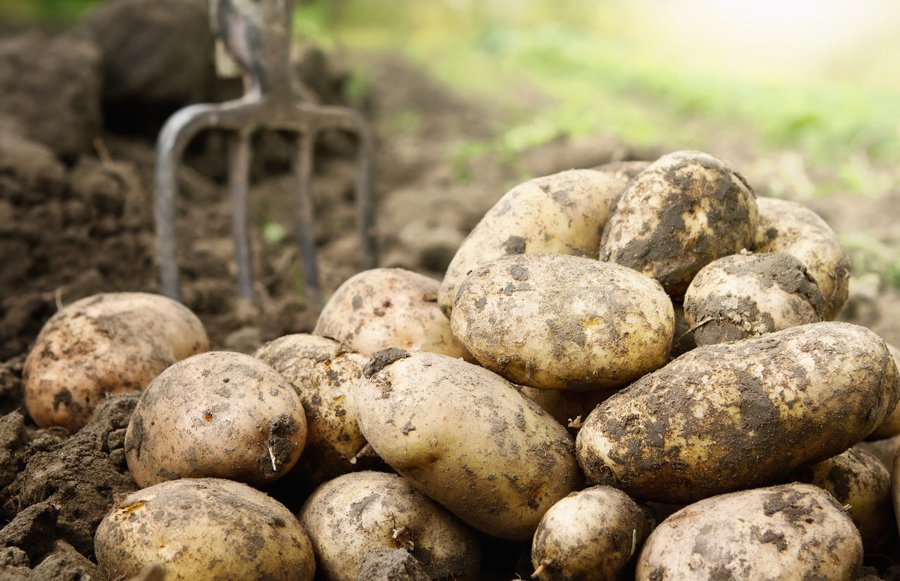 Картофель легенда описание сорта. Картофель. Поле картошки. Картофель красивый. Горный картофель.