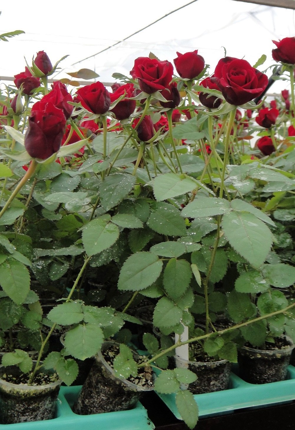 Садовые розы саженцы. Сорт розы плетистой "Дон Жуан".