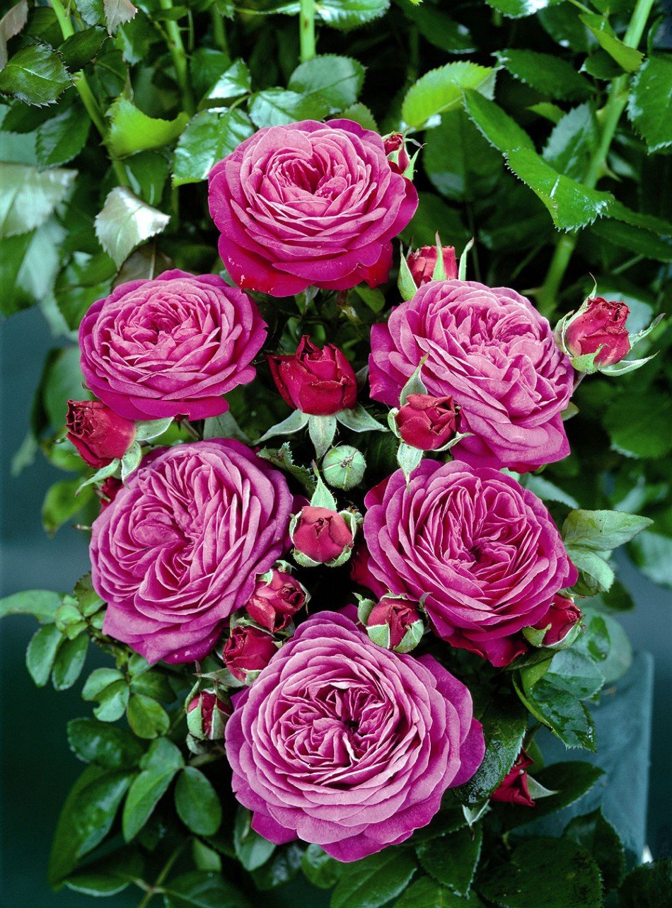 Узбекские розы
