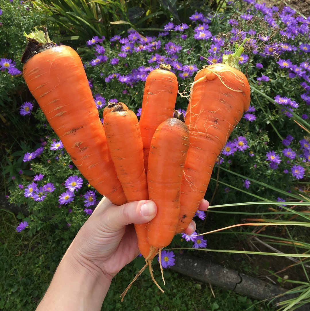 Сорняки моркови. Конусная морковь. Сорта моркови для посадки. Морковь конусовидная сорта. Морковь Дикая.