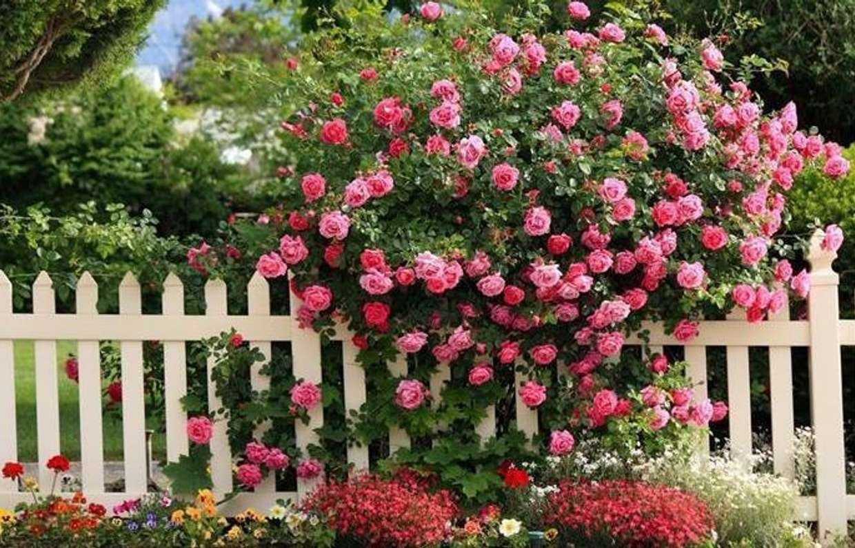 Красивый куст роз. Роуз Гарден плетистая.